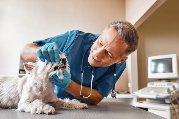 Best Weekend Emergency Dentist in Lower Burrell, PA